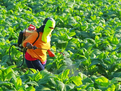 Worker sprays pesticides over a crop in Thailand 