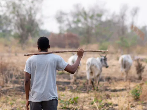 Shepherd looking after his flock in Africa
